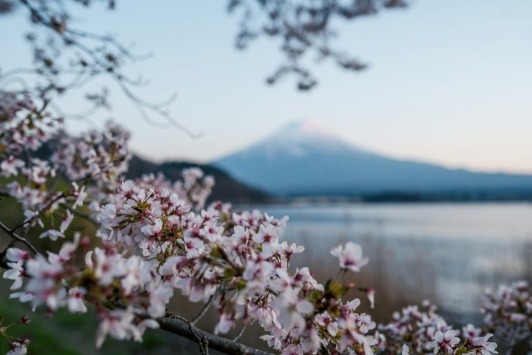How to Experience Japan's Cherry Blossom Season on a Budget