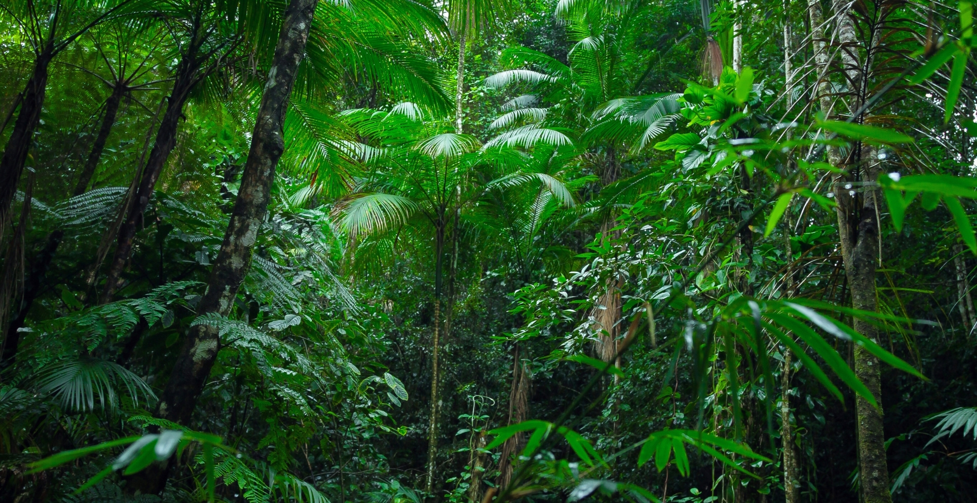 Luxury Experiences in the Amazon Rainforest