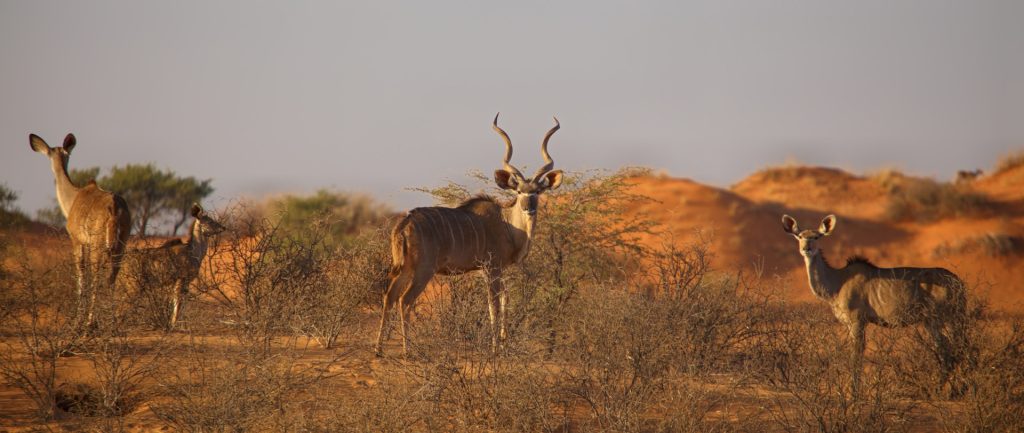 The Best Destinations for Wildlife Photography in Africa