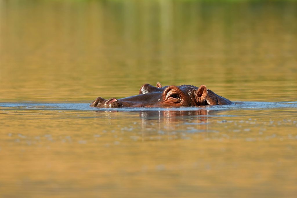 The Best Destinations for Wildlife Photography in Africa