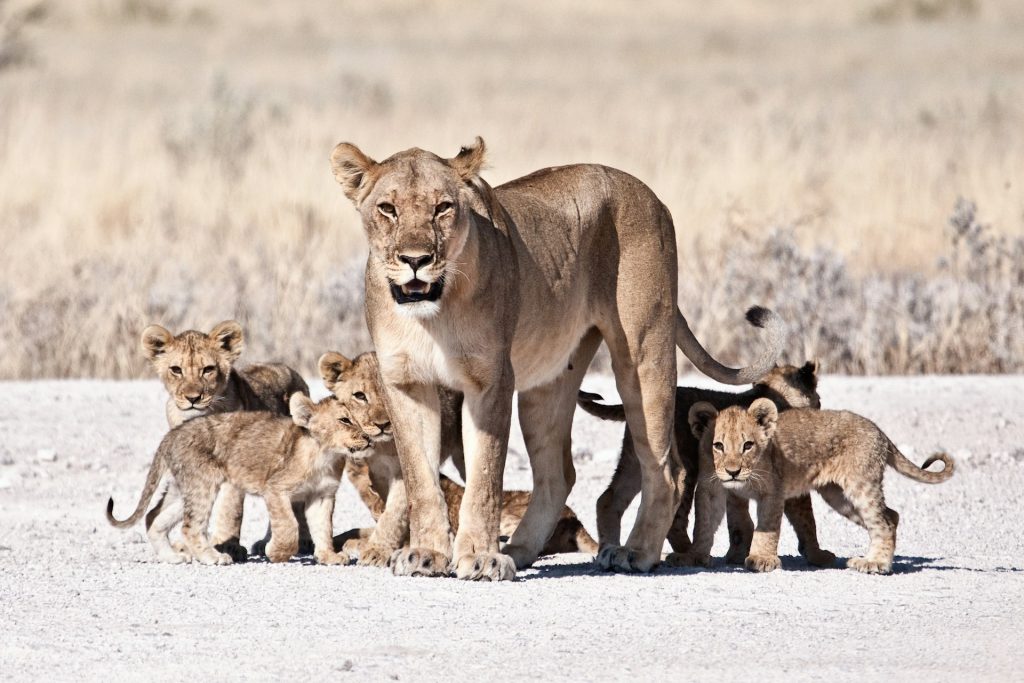 The Best Destinations for Wildlife Photography in Africa