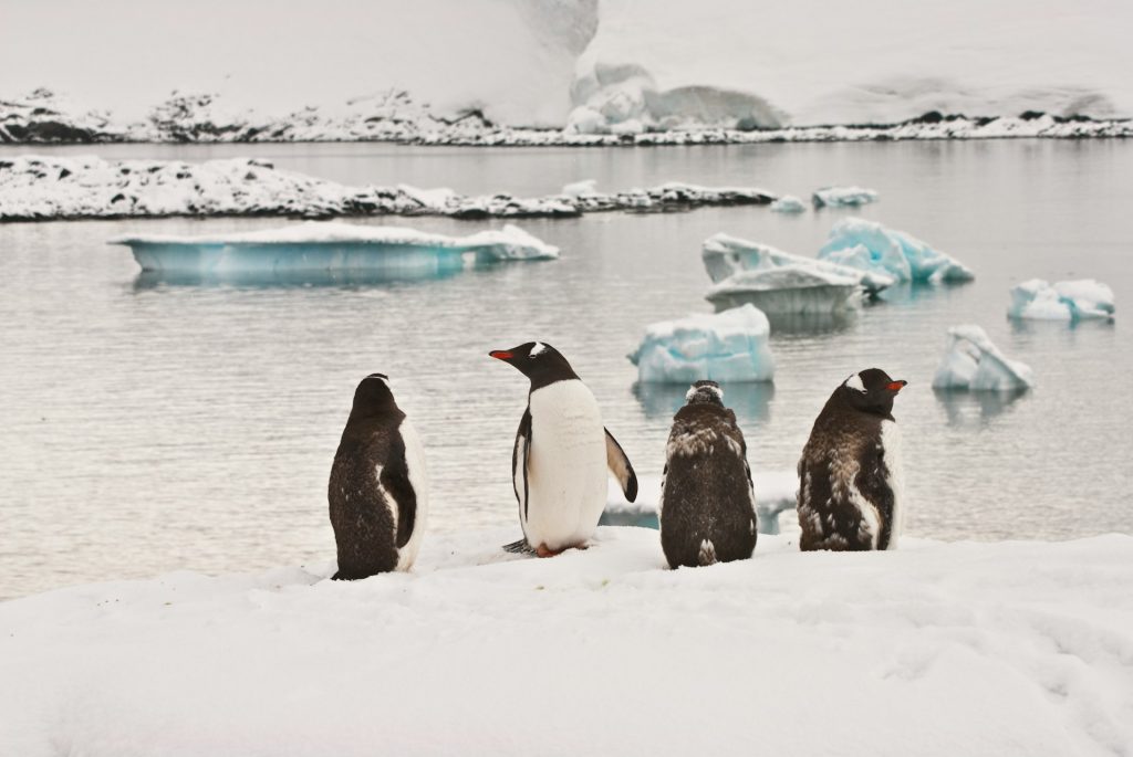 How to Plan a Budget-Friendly Trip to Antarctica