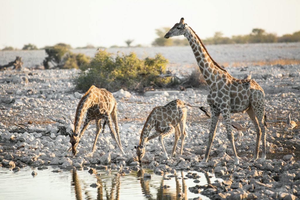 The Best Destinations for Wildlife Photography in Africa