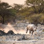 The Best Destinations for Wildlife Photography in Africa
