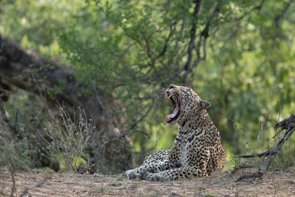 The Best Destinations for Wildlife Photography in Africa