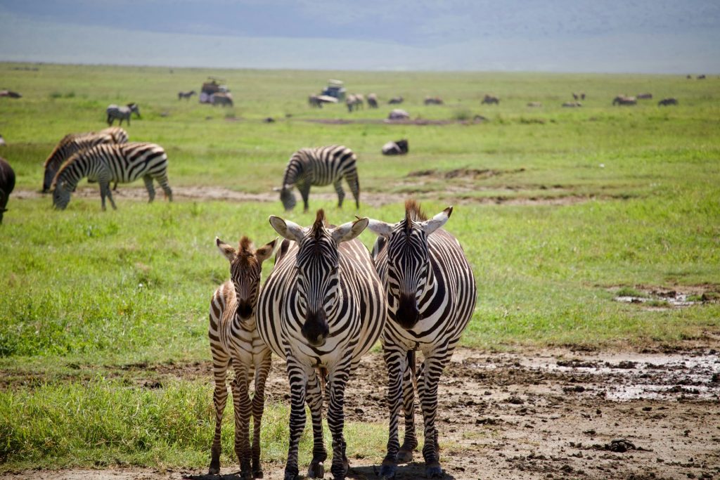 The Best Destinations for Wildlife Photography in Africa